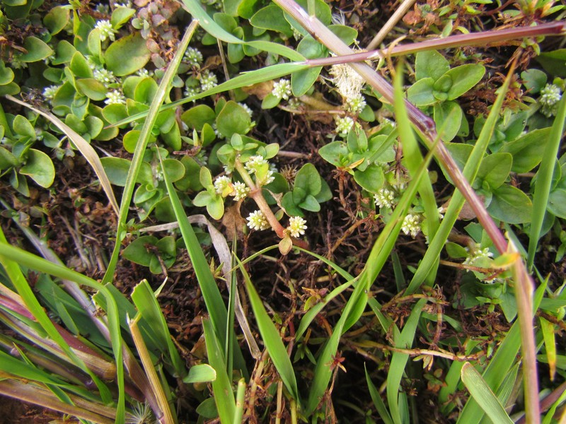 Alternanthera reineckii photo 7