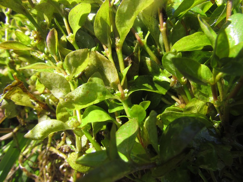 Alternanthera reineckii photo 8