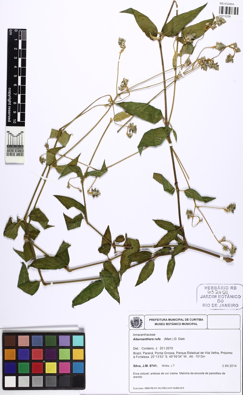 Alternanthera rufa