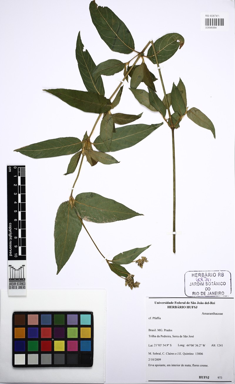 Alternanthera rufa photo 2
