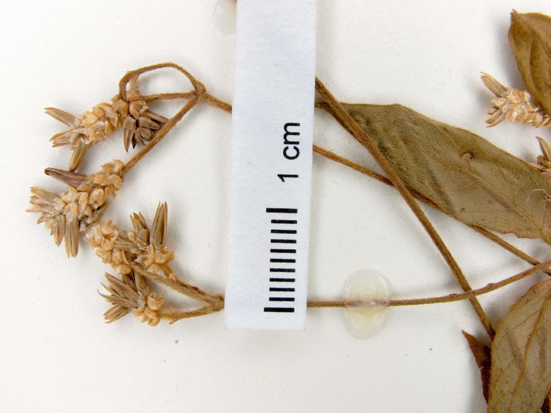Alternanthera rufa photo 3