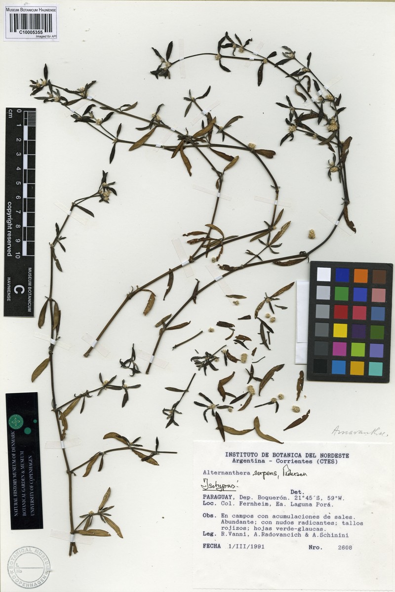 Alternanthera serpens