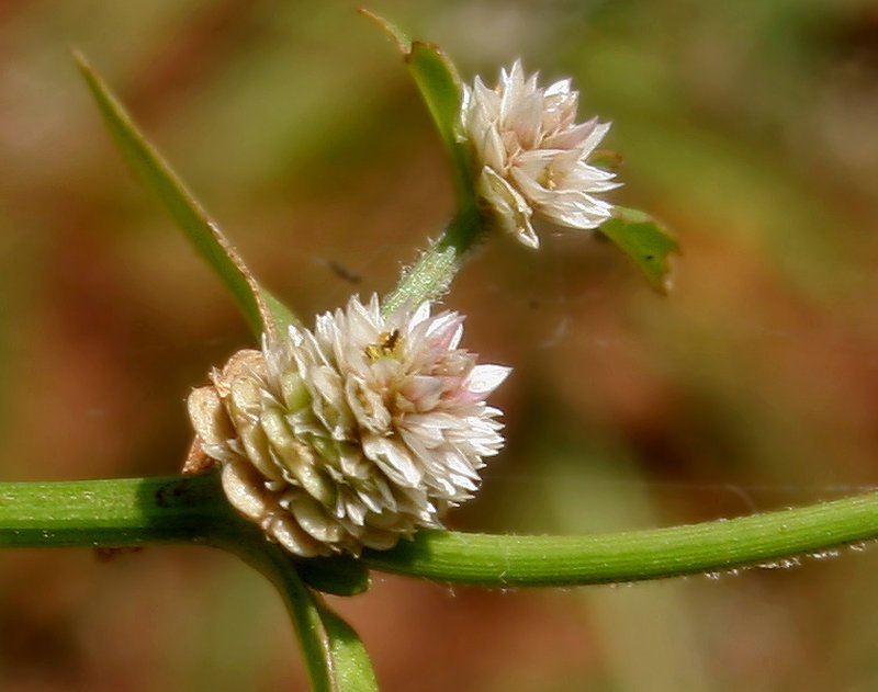Sessile Joyweed photo 2