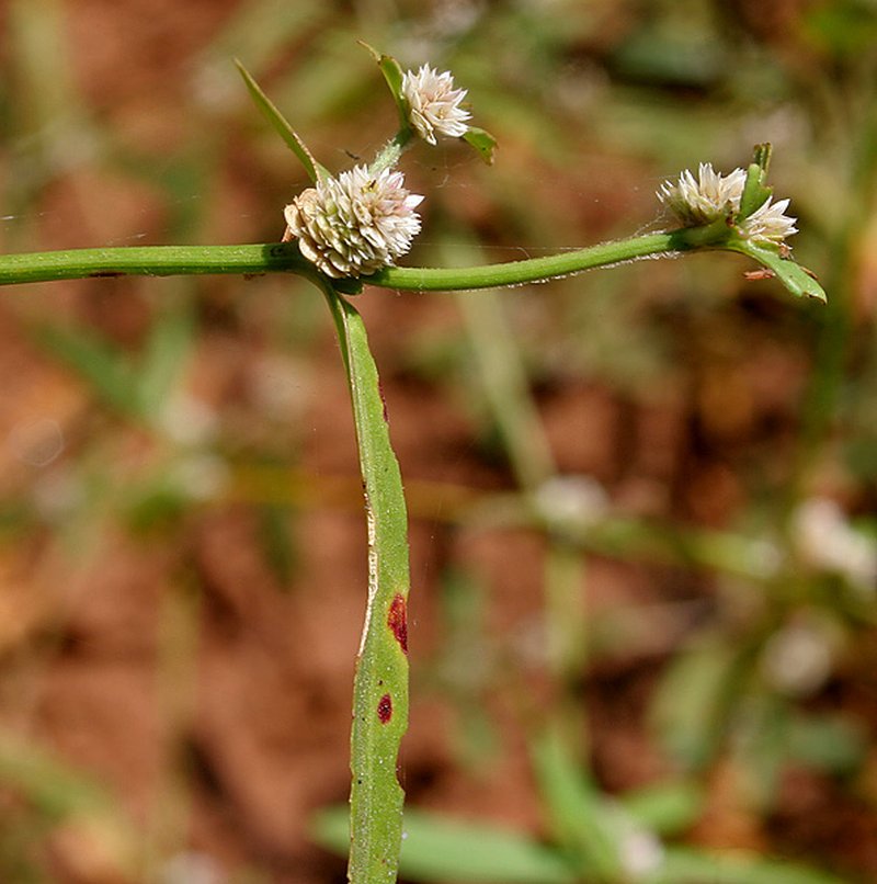 Sessile Joyweed photo 3