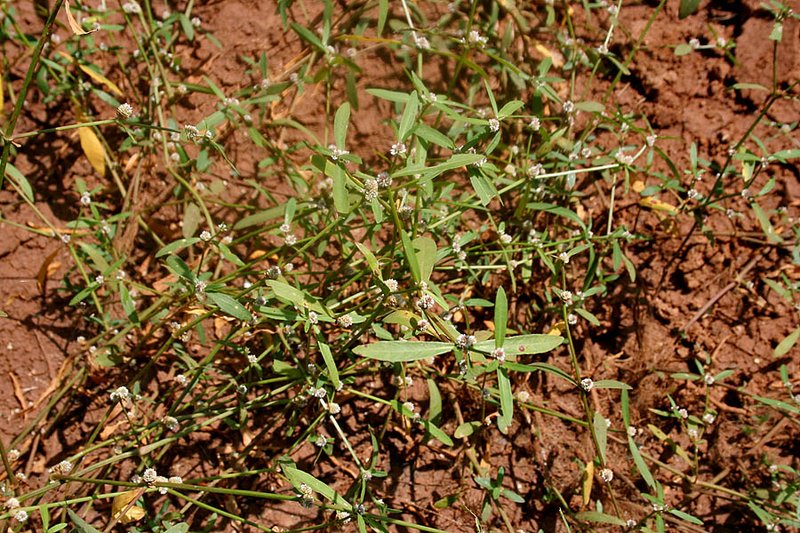 Sessile Joyweed photo 4