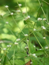 Sessile Joyweed