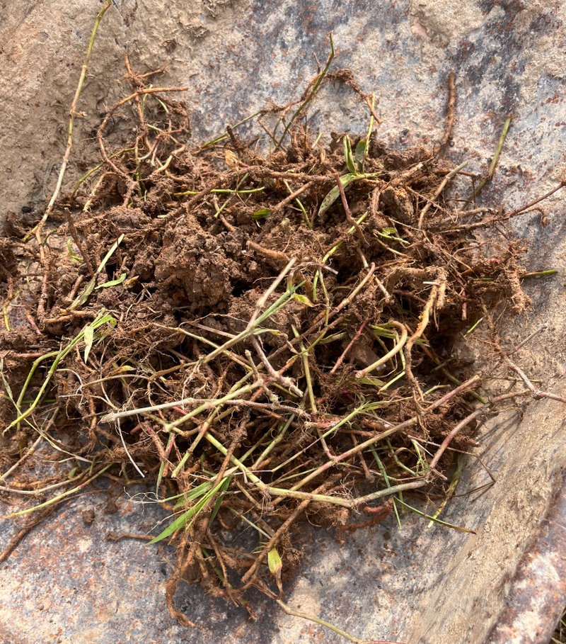 Sessile Joyweed photo 6