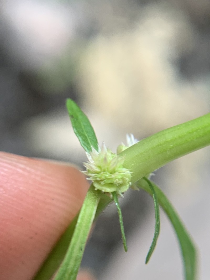 Sessile Joyweed photo 7