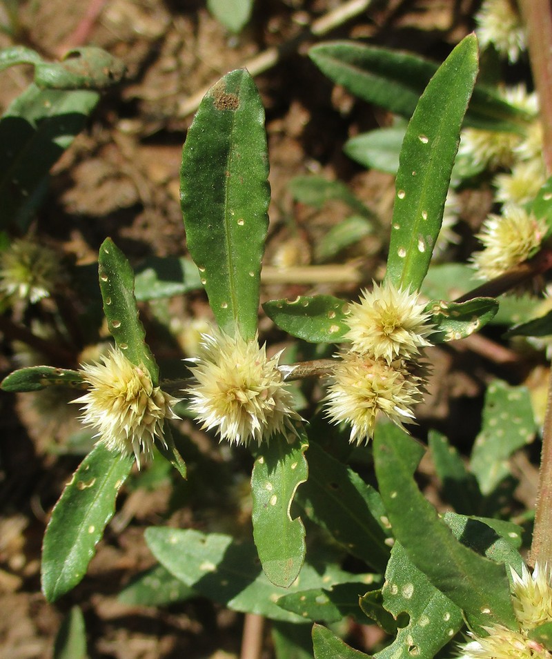 Sessile Joyweed photo 8