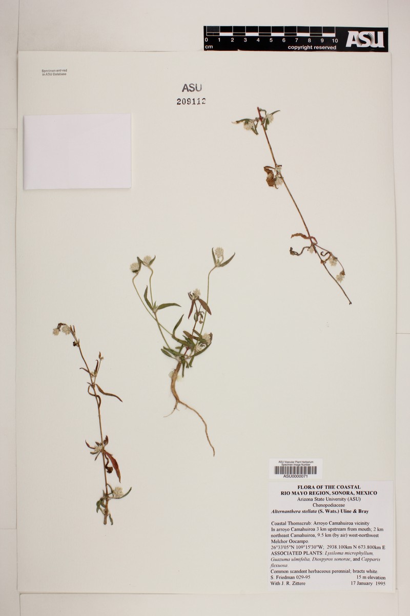 Alternanthera stellata