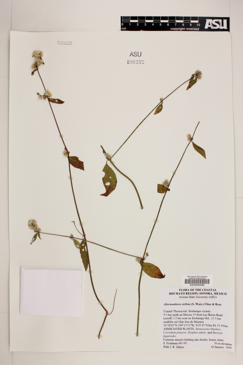 Alternanthera stellata photo 2