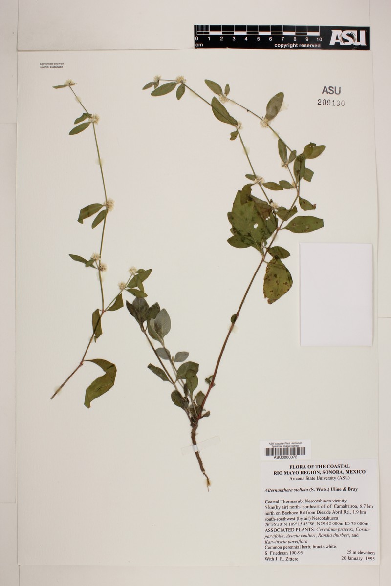Alternanthera stellata photo 3