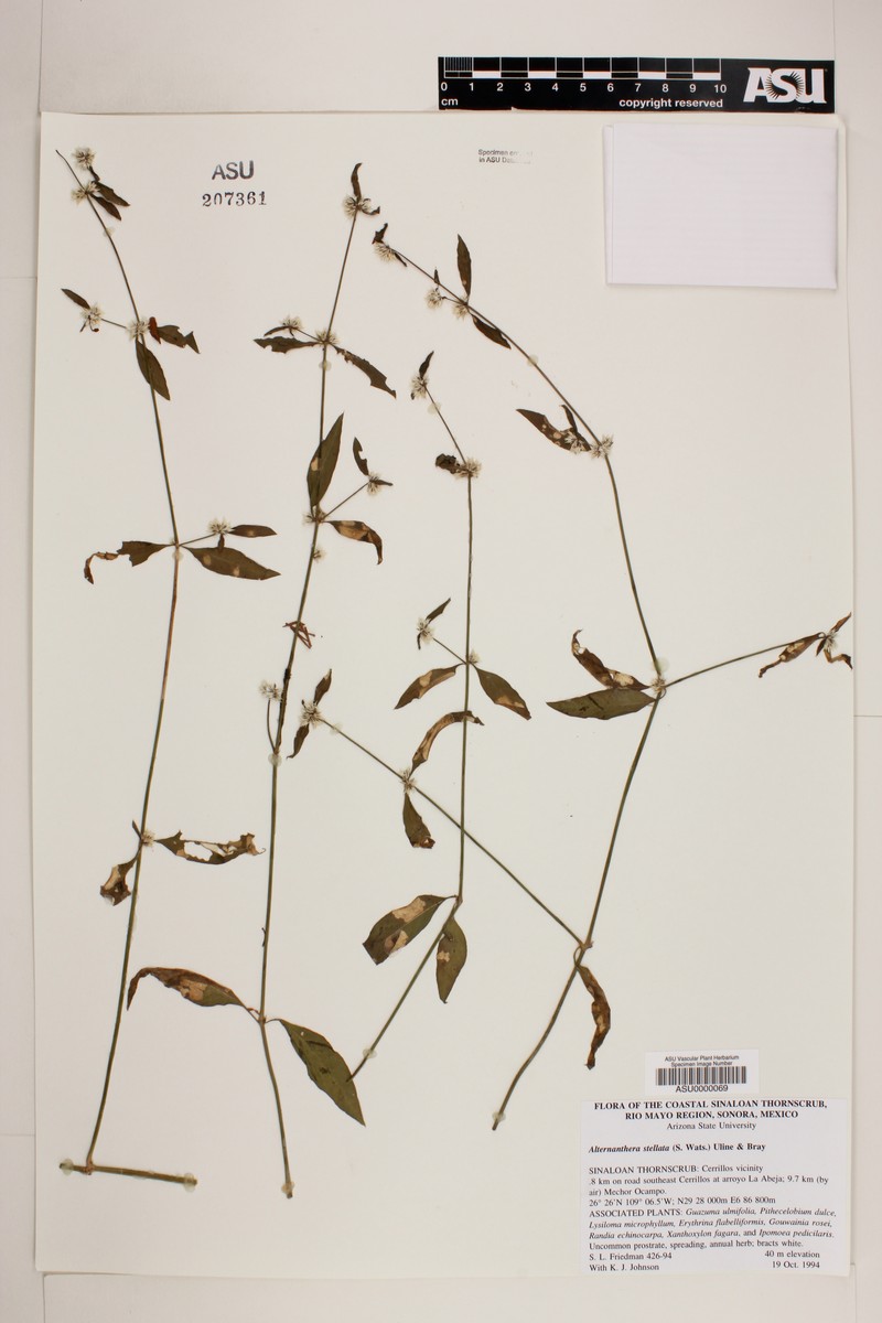 Alternanthera stellata photo 4