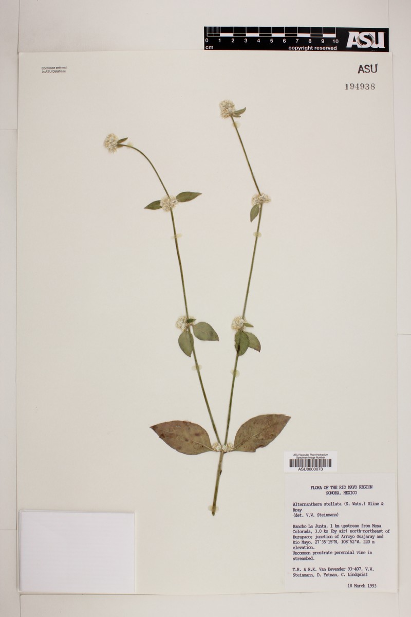 Alternanthera stellata photo 5