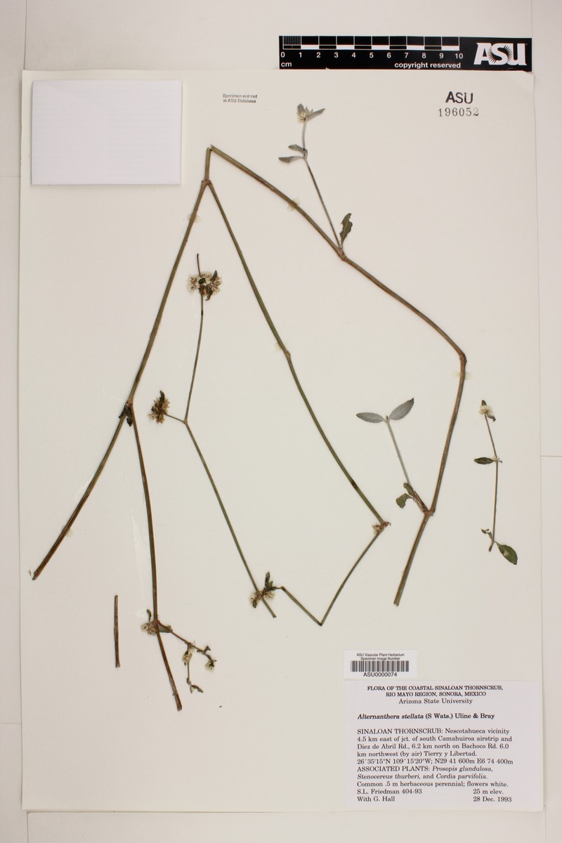 Alternanthera stellata photo 6