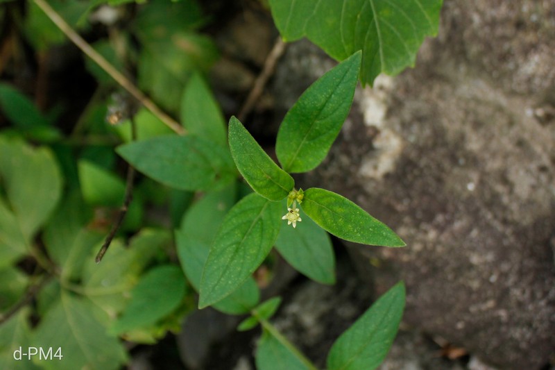 Alternanthera stenophylla