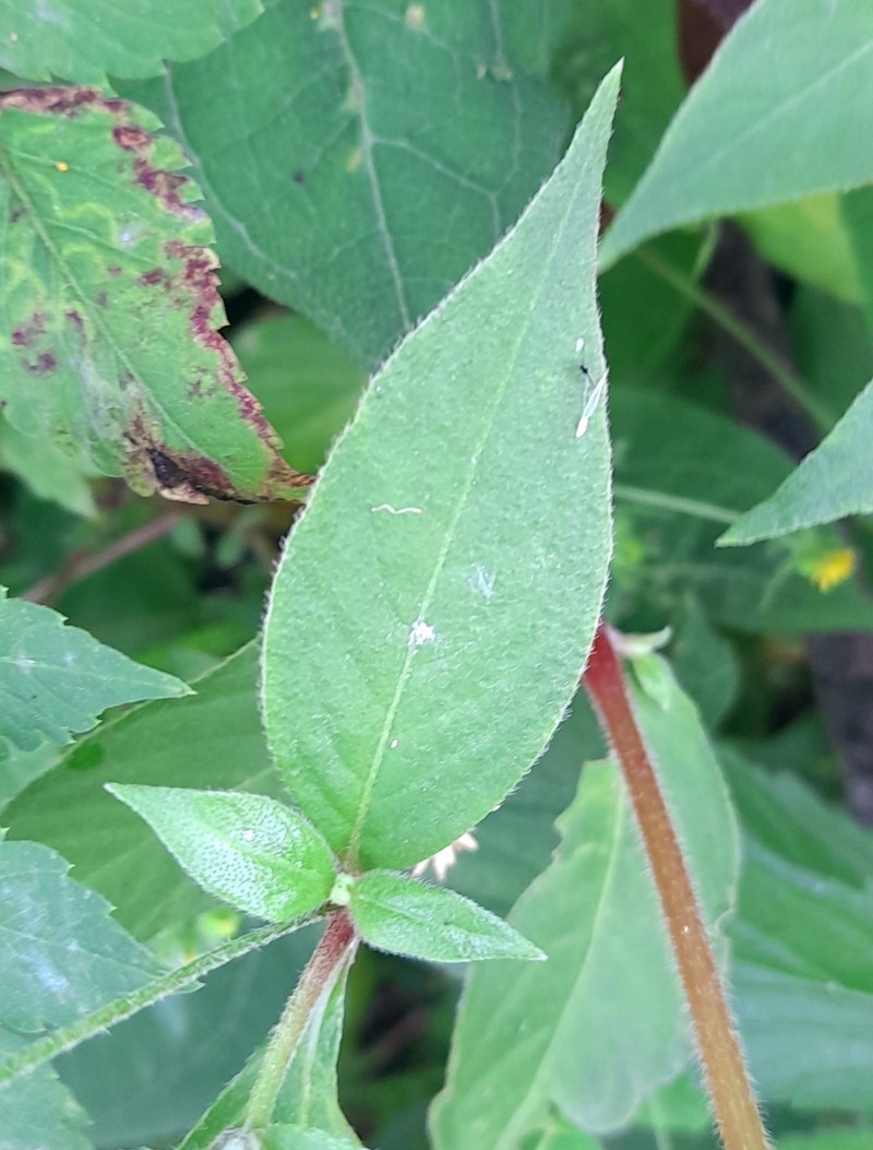 Alternanthera stenophylla photo 2
