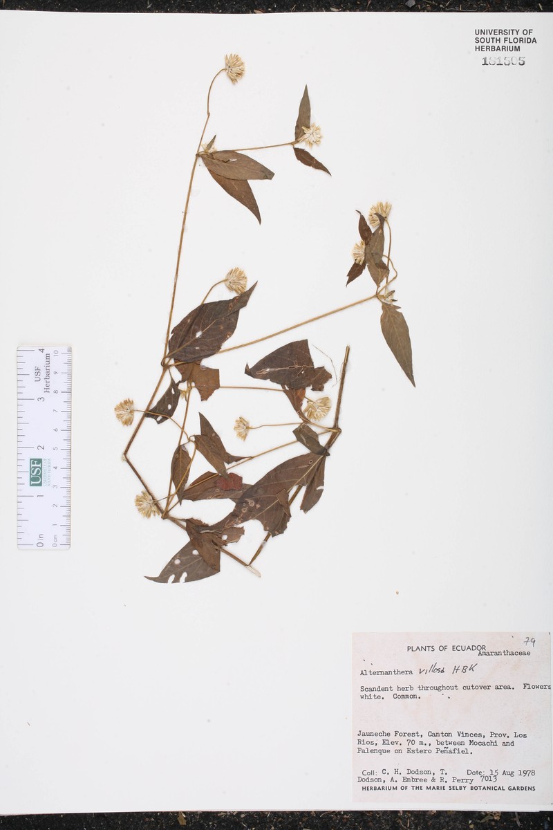 Alternanthera tomentosa photo 3
