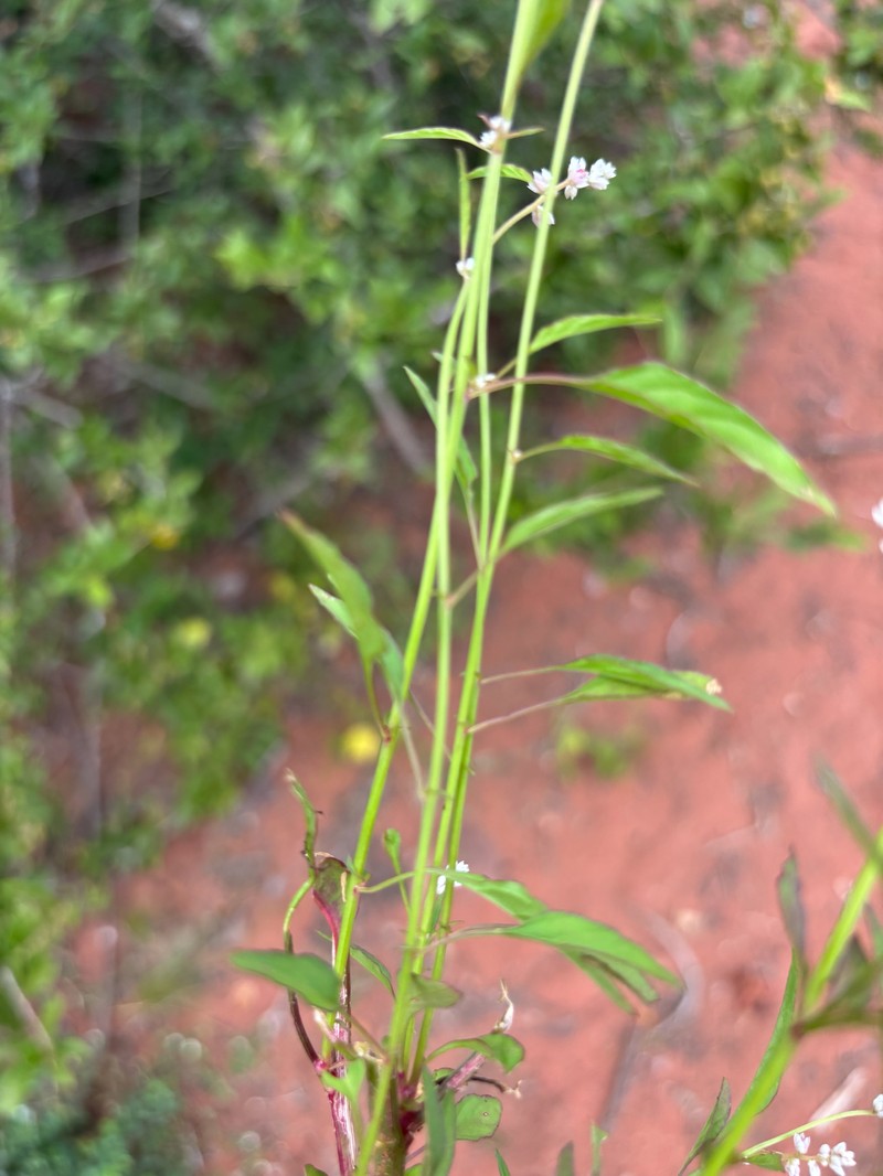 Alternanthera trigyna
