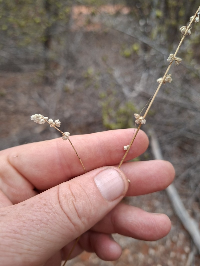 Alternanthera trigyna photo 2