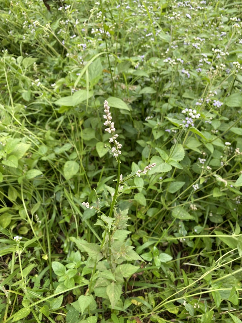 Alternanthera trigyna photo 3