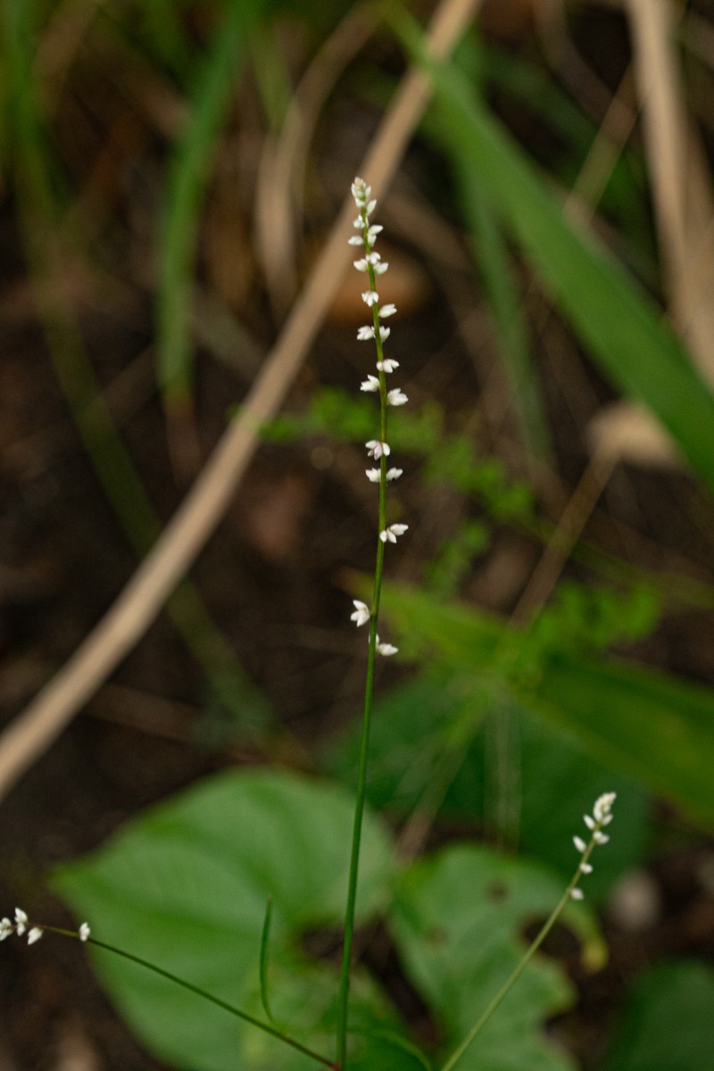 Alternanthera trigyna photo 4