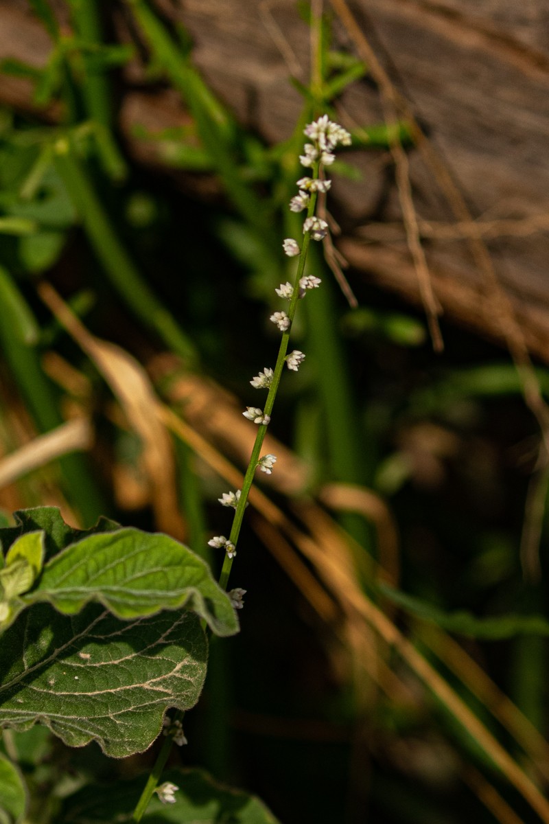 Alternanthera trigyna photo 5