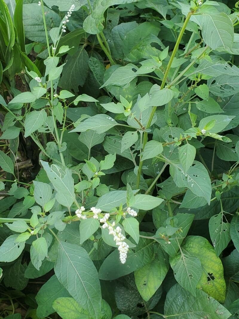 Alternanthera trigyna photo 6