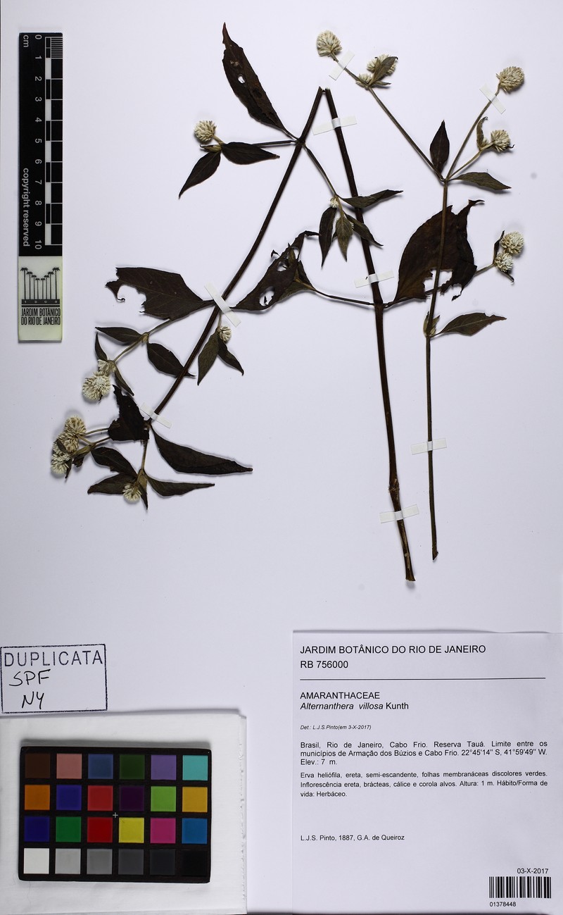 Alternanthera villosa