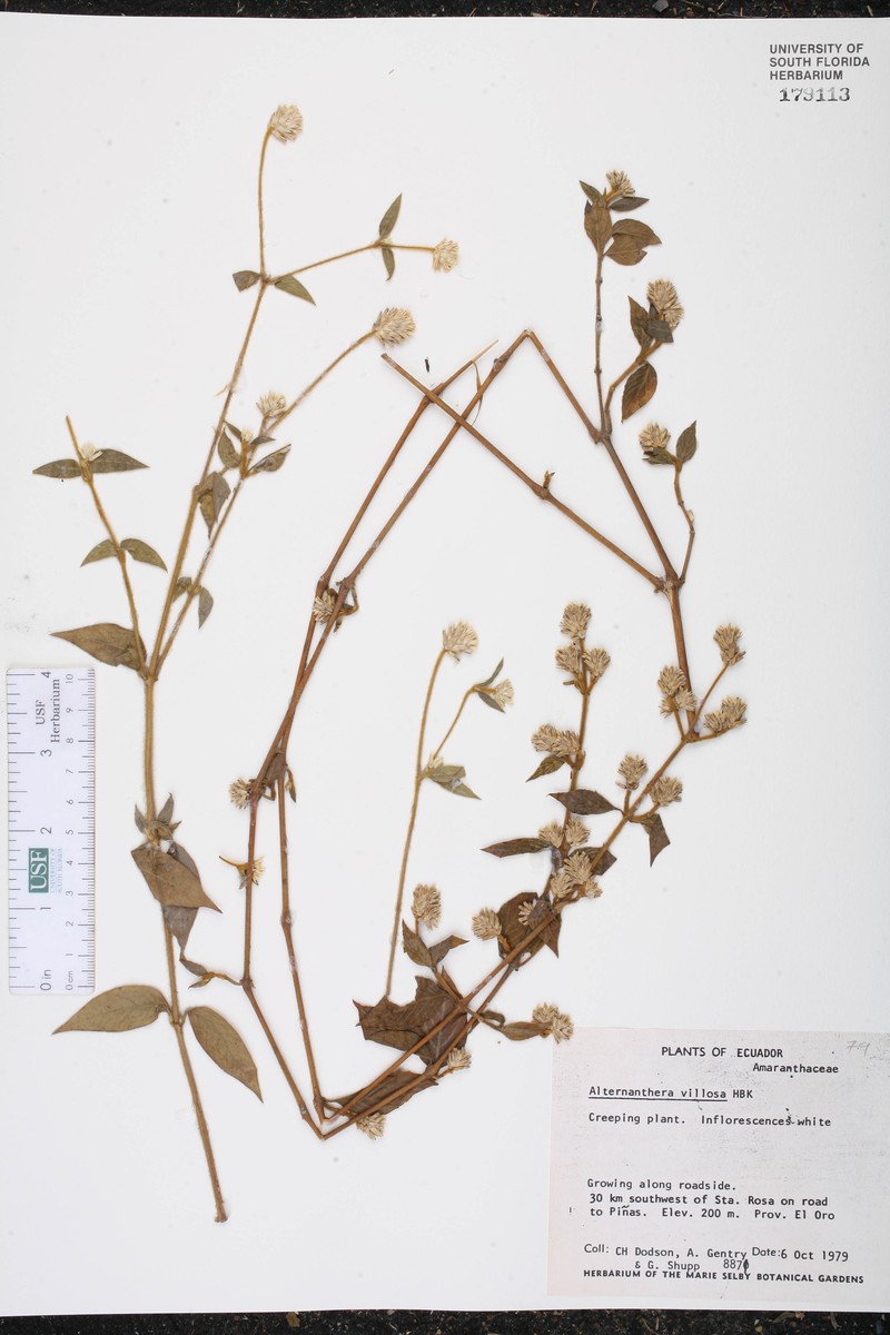 Alternanthera villosa photo 2