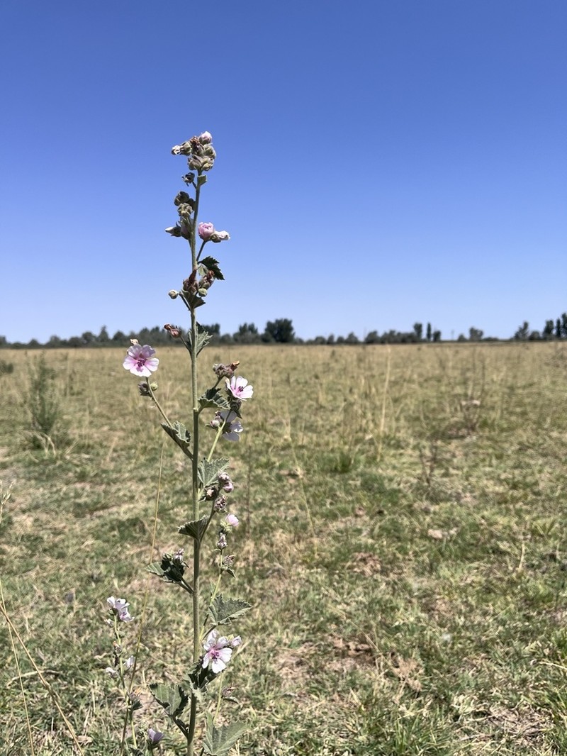 Althaea armeniaca photo 2