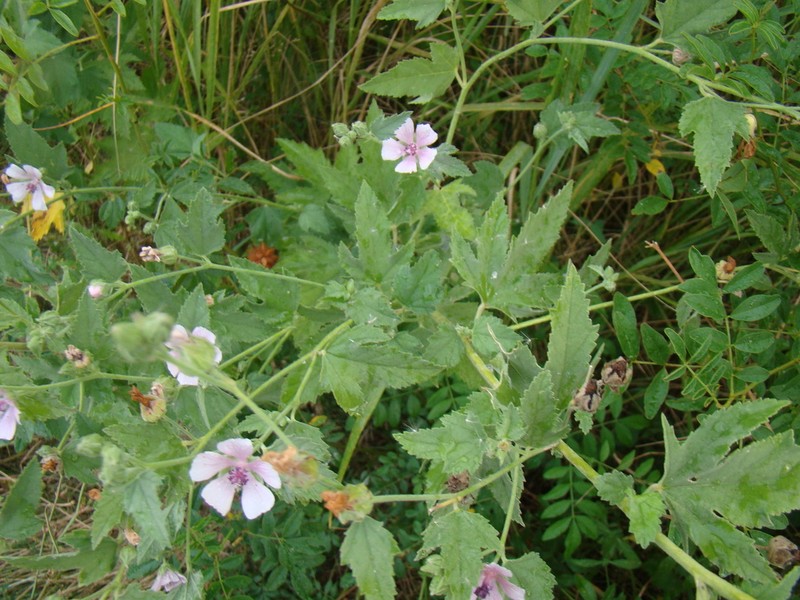 Althaea armeniaca photo 3