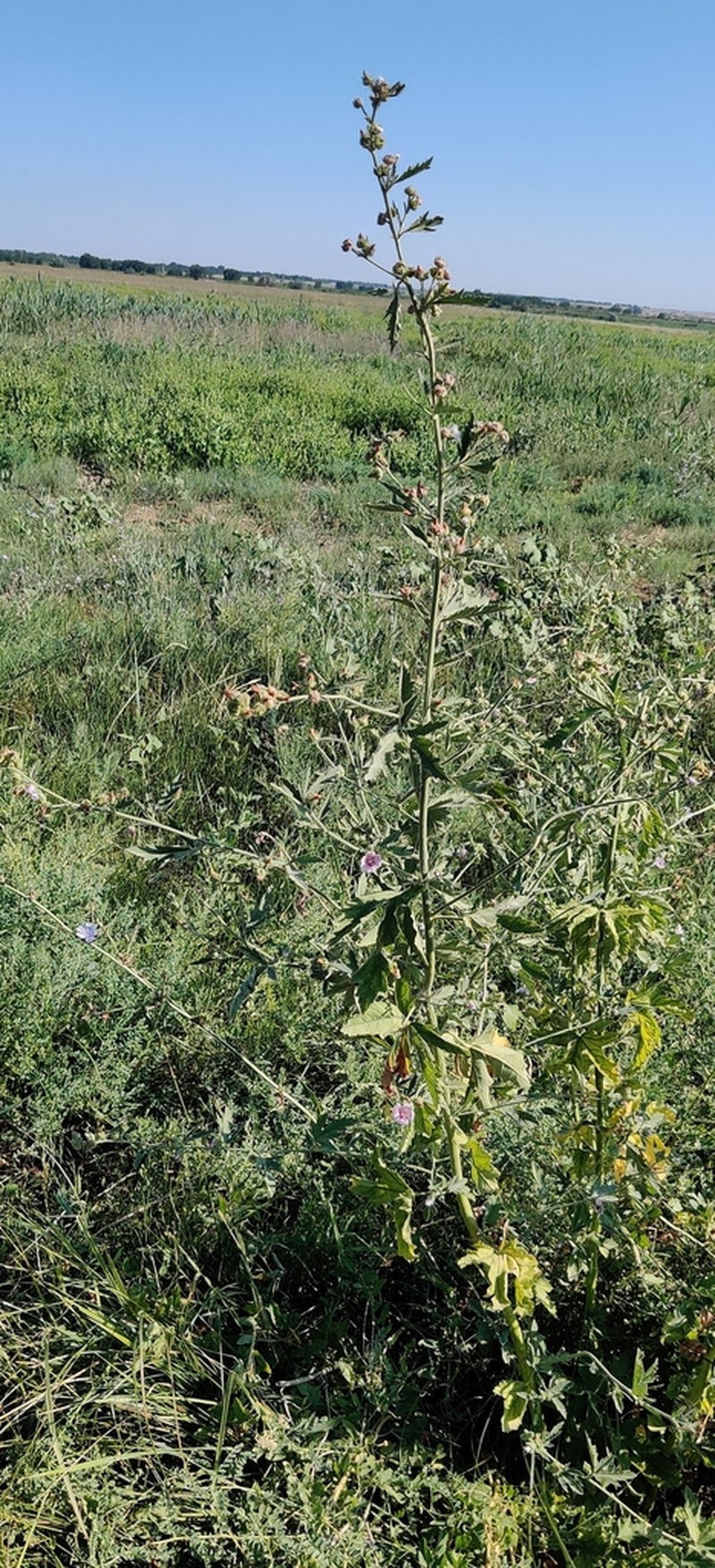 Althaea armeniaca photo 4