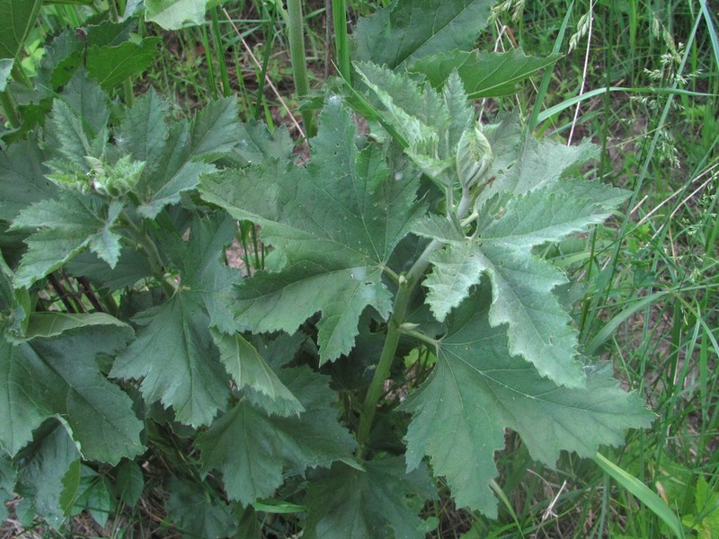 Althaea armeniaca photo 5