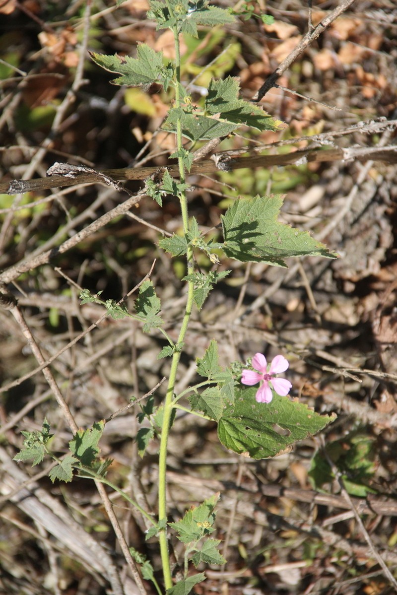 Althaea armeniaca photo 6