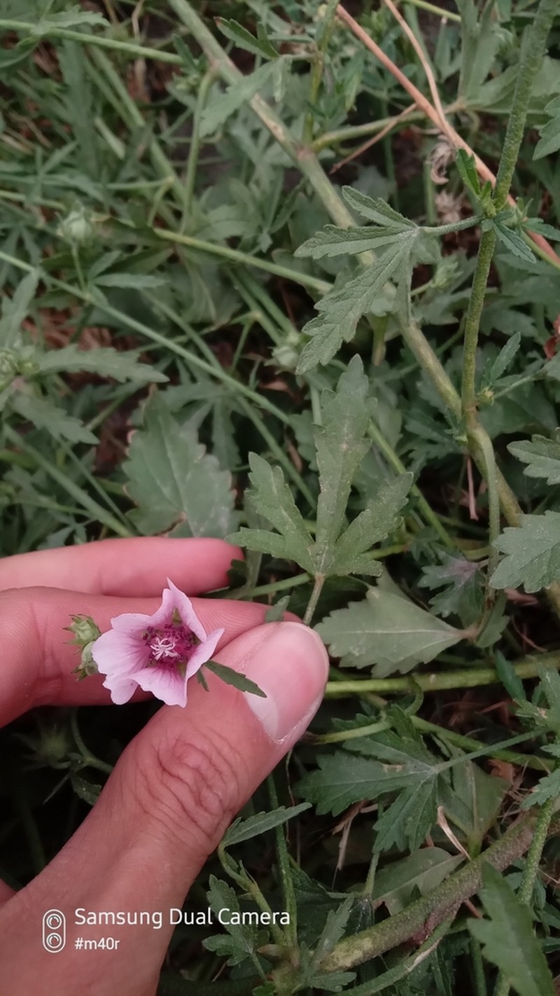 Althaea armeniaca photo 7