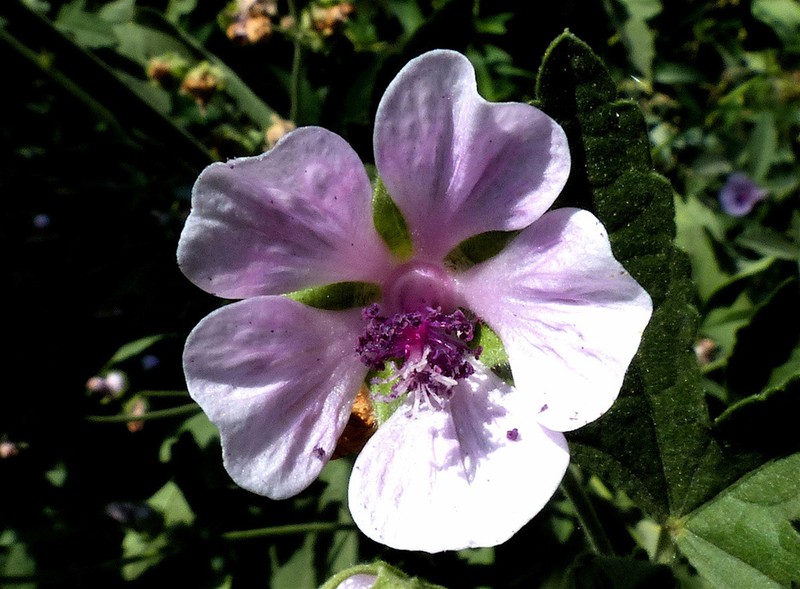 Althaea armeniaca photo 8