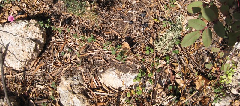Palm-Leaf Marshmallow photo 6