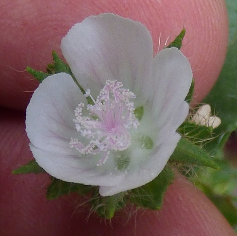 Hairy Marshmallow photo 2