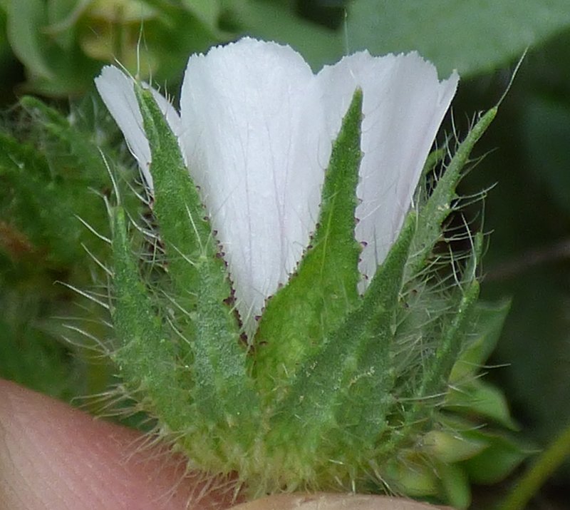 Hairy Marshmallow photo 6