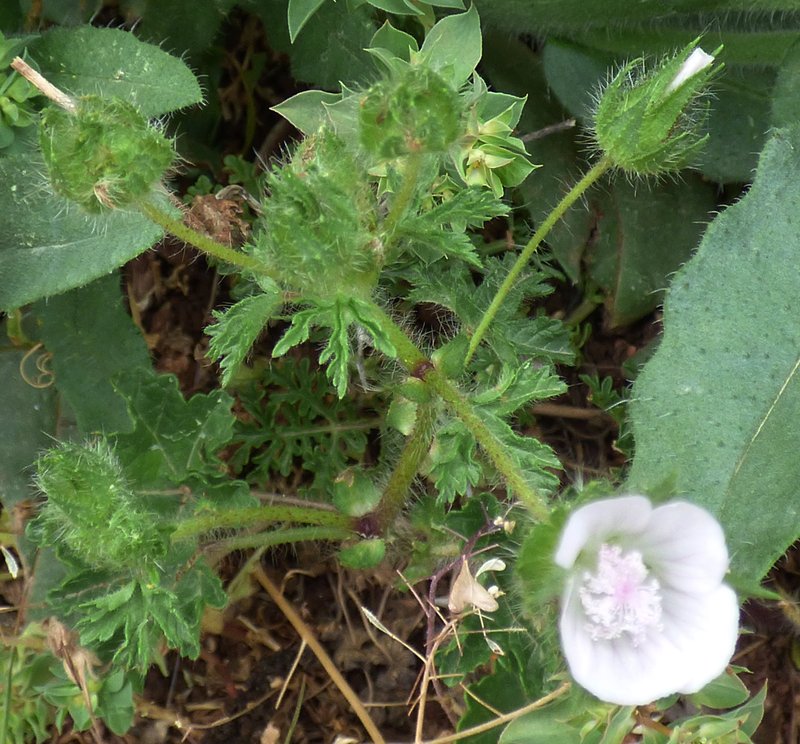 Hairy Marshmallow photo 8