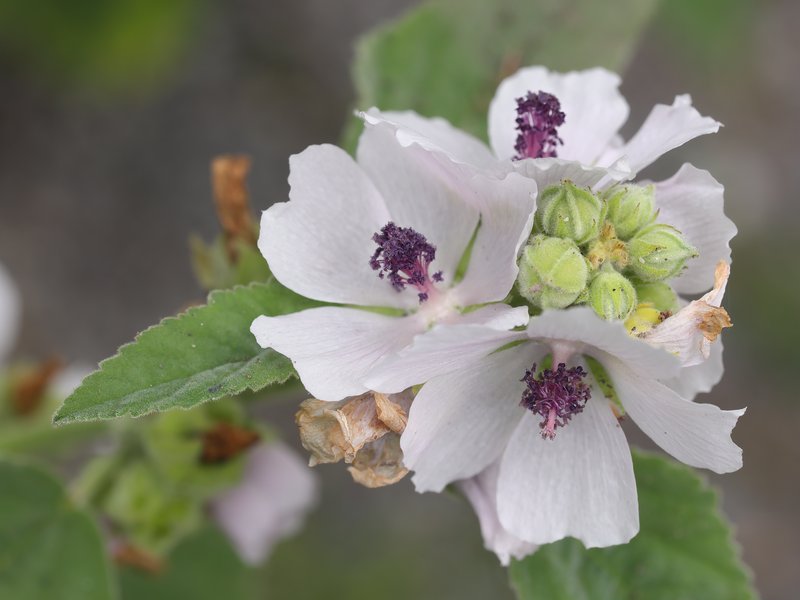 Common Marshmallow photo 6
