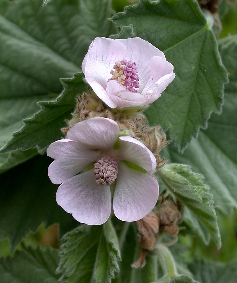 Common Marshmallow photo 7