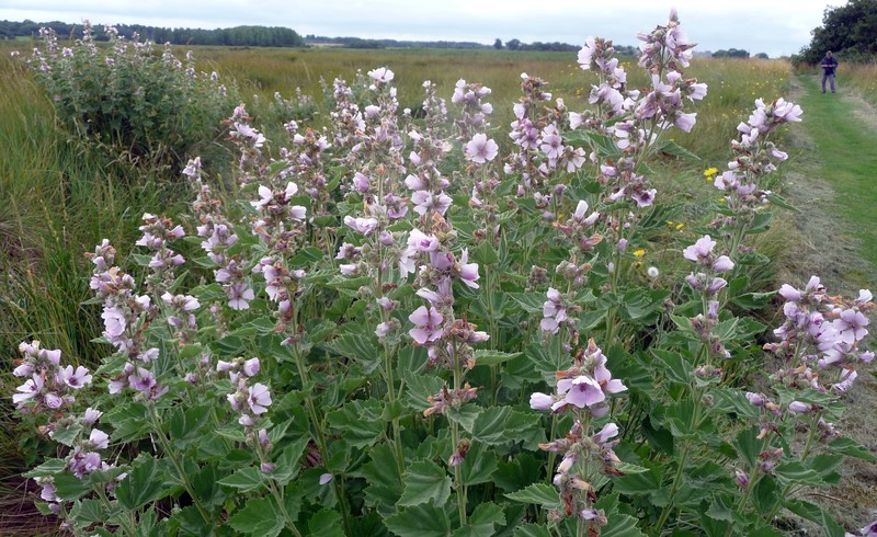 Althaea taurinensis photo 2