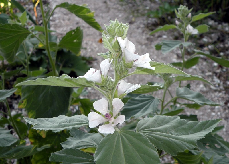 Althaea taurinensis photo 3