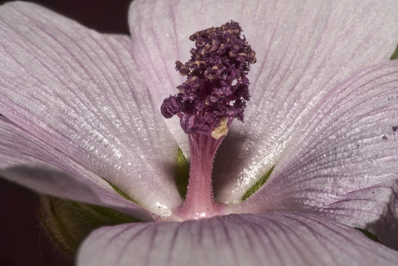 Althaea taurinensis photo 5