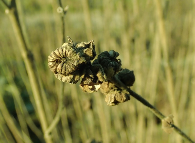 Althaea taurinensis photo 8