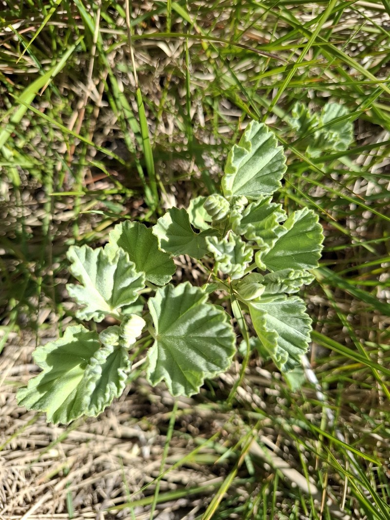 Althaea villosa