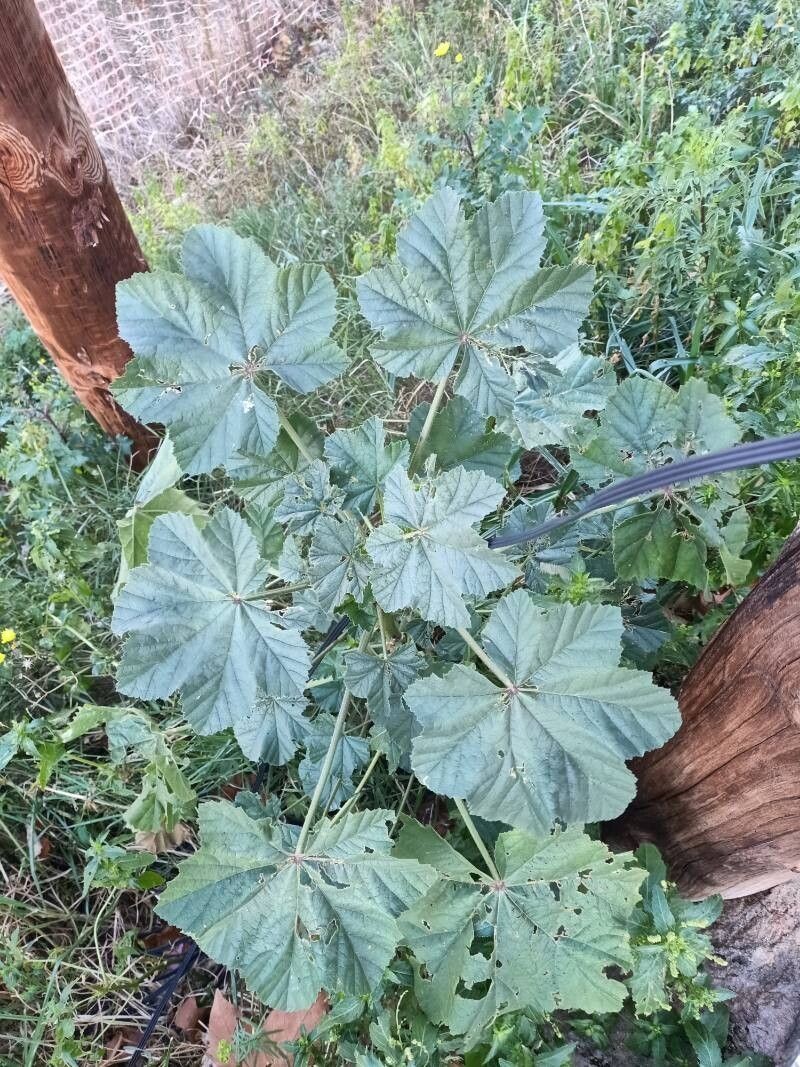 Althaea villosa photo 2