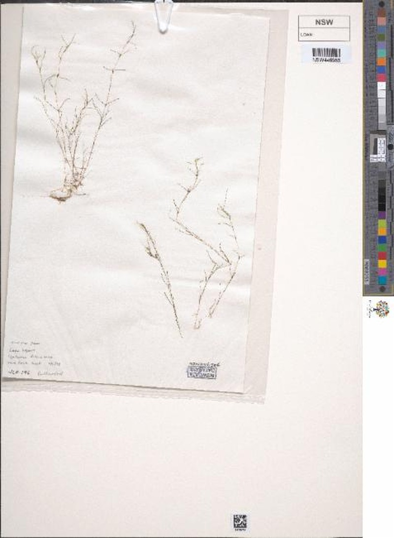 Althenia australis